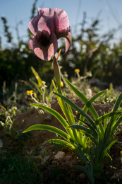 Al-Arz;Iris;Iris-Cedreti;Kaleidos;Kaleidos-images;Lebanon;Middle-East;Near-East;Proche-Orient;Tarek-Charara;Flowers;Endemic;Endangered-species;Endemic-species;Critically-endangered;Critically-endangered-species